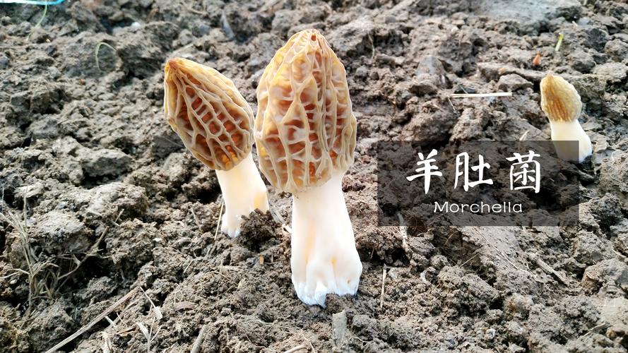 史斌 以食品技術(shù)為支點(diǎn)，撬動(dòng)食品經(jīng)營(yíng)新生態(tài)